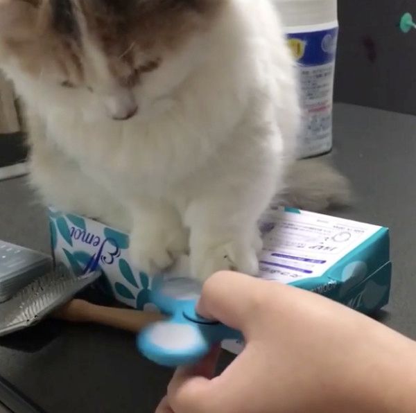 ハンドスピナーを回す猫