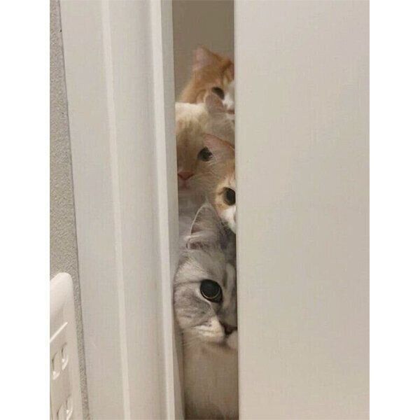 出待ちする猫たち