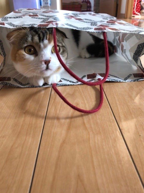 かのん  スコティッシュフォールド