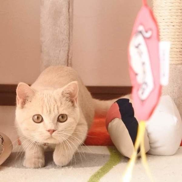 おもちゃを見つめる猫