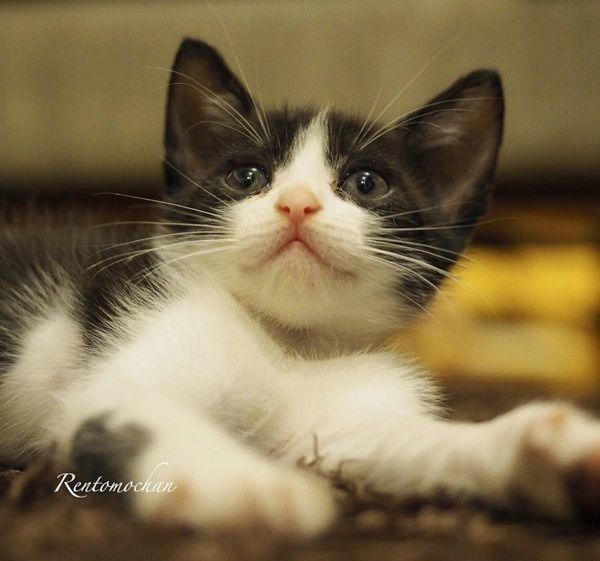 元保護猫だった武蔵くん