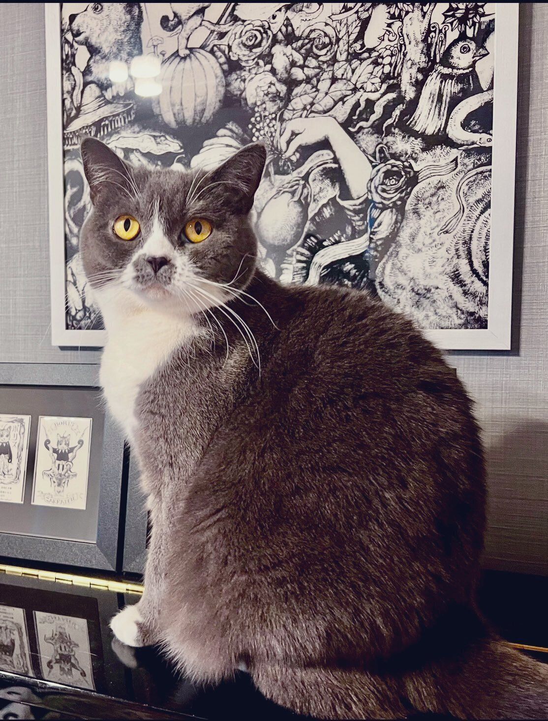 ピアノの上に座る3才のブリティッシュショートヘア