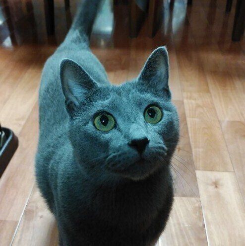 ロシアンブルーの露ちゃん