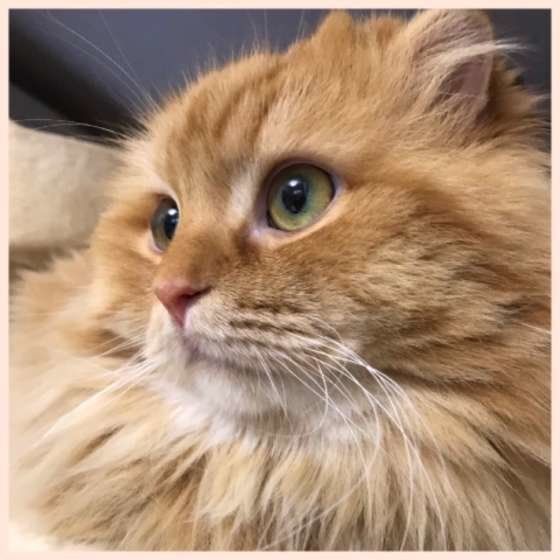 見つめるスコティッシュフォールド・ロングヘア