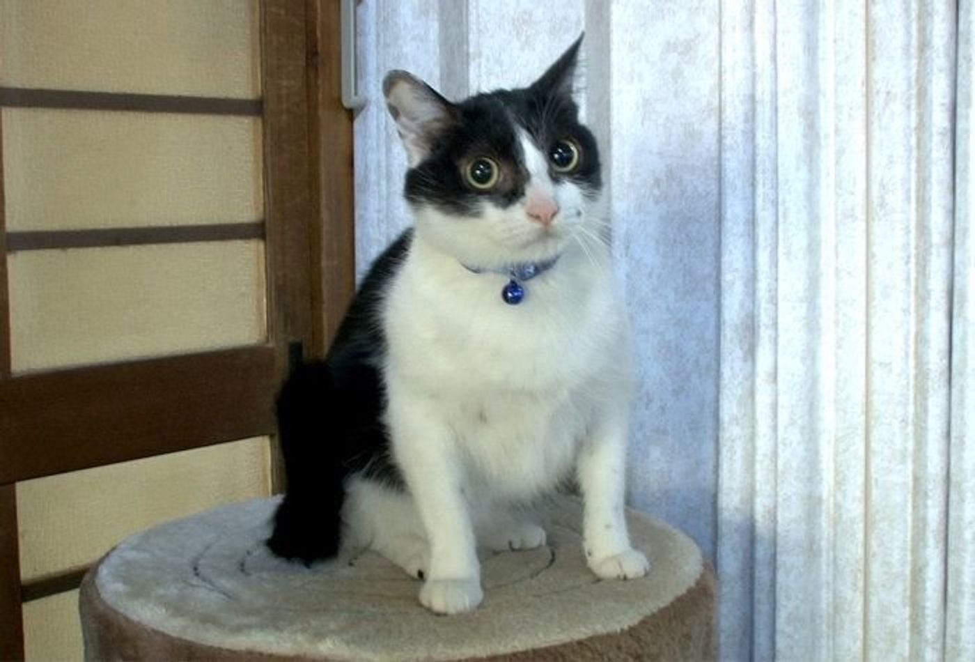 猫男子の定義とは ねこ様に なんでもしちゃう 尽くす系男子 ねこのきもちweb Magazine 猫男子の定義とは ねこ様に なんでもしちゃう 尽くす系男子 ねこのきもちweb Magazine