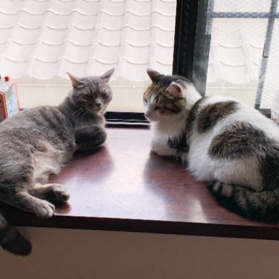 出窓で仲良くくつろぐ猫（マンチカン、オス）