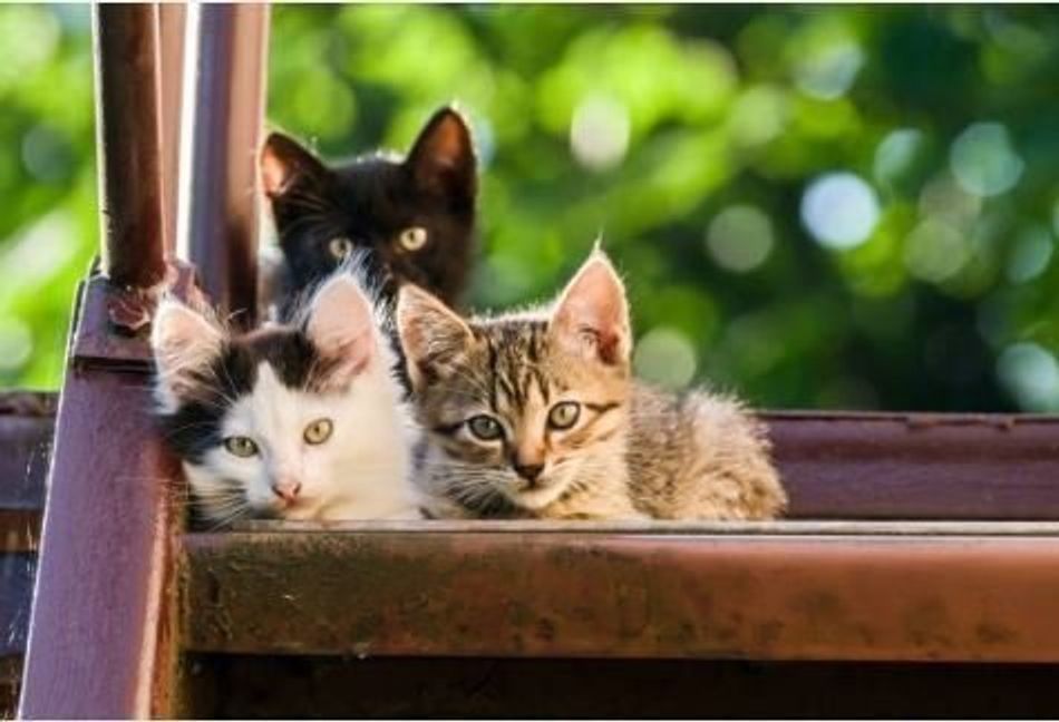猫の発情期はいつ 避妊 去勢のメリット デメリットも解説 ねこのきもちweb Magazine 猫の発情期はいつ 避妊 去勢のメリット デメリットも解説 ねこのきもちweb Magazine