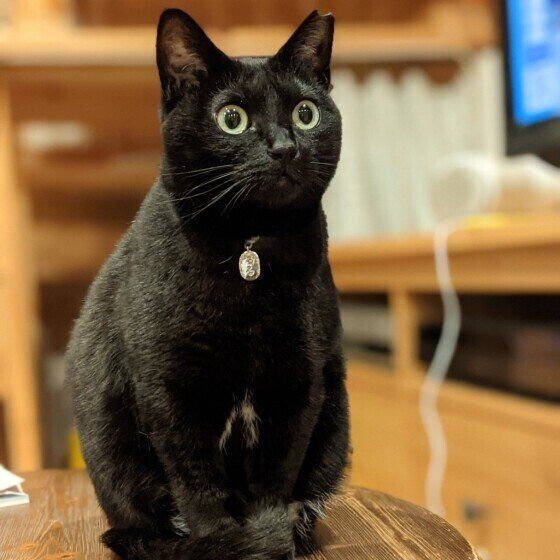 一点を凝視する黒猫