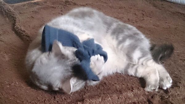 クンクンする猫