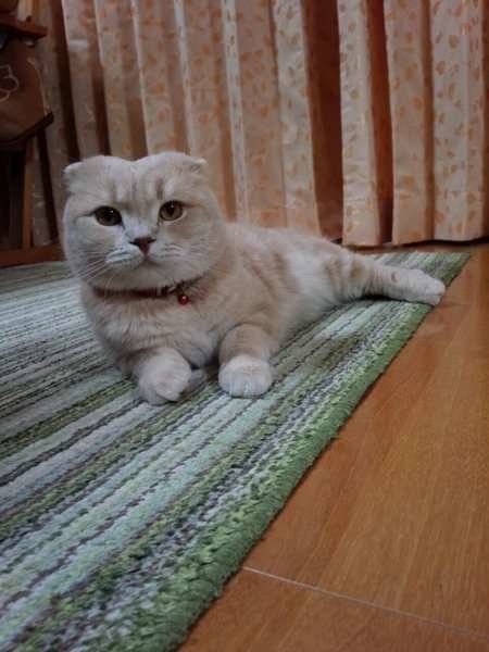 部屋でくつろぐスコティッシュフォールド