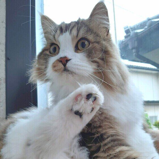 スコティッシュフォールド・ロングヘアの絆ちゃん