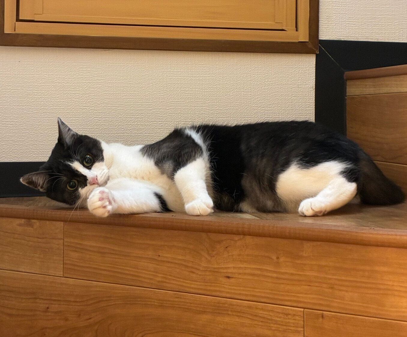 階段でゴロンとするナナちゃん