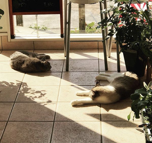 床に転がるフックちゃんとばずちゃん