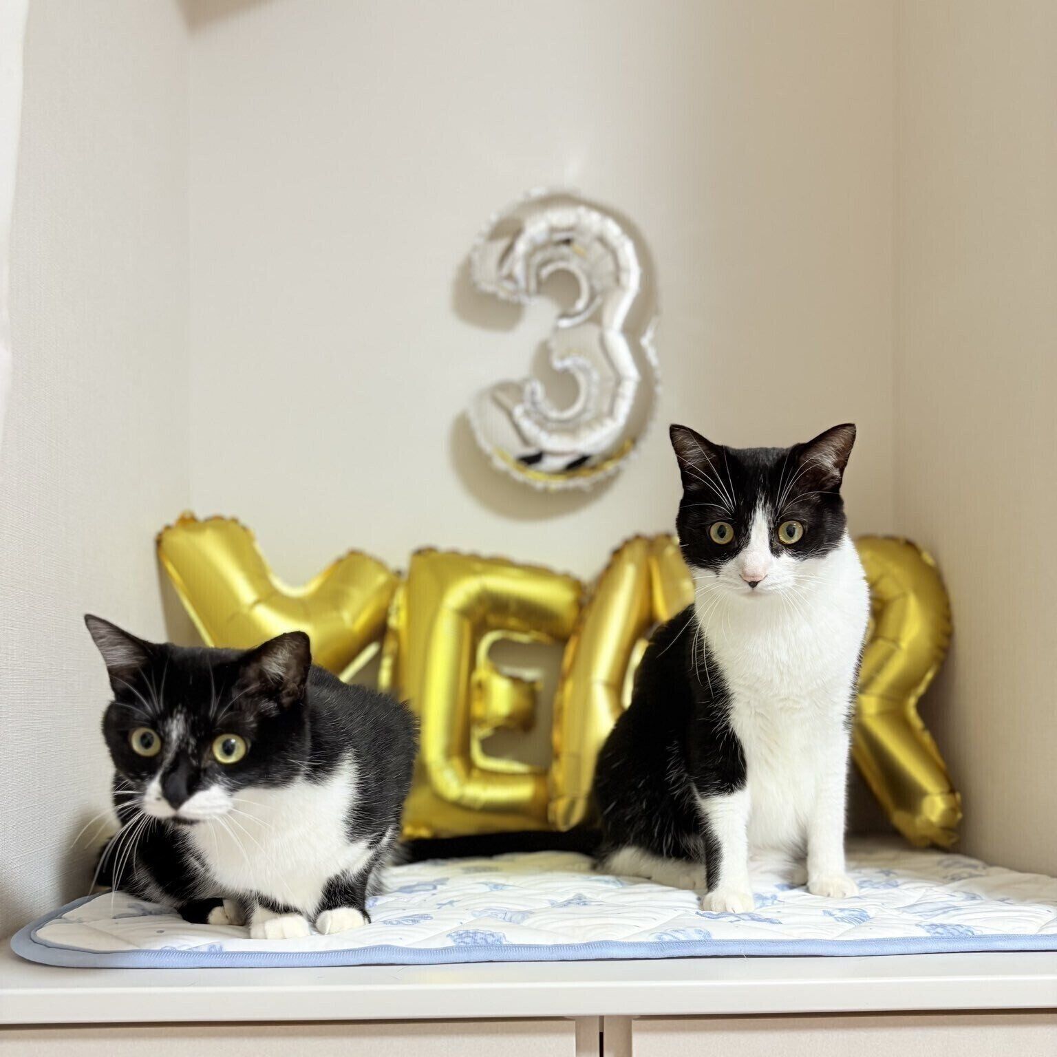 3才のお誕生日　すっかり大きくなり見ているだけでうれしくなる