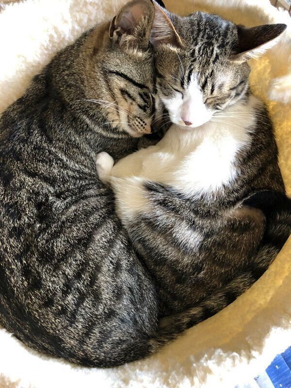 くっつくなぎくんとよもぎちゃん