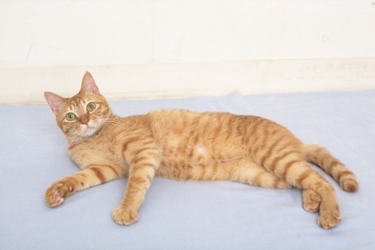 茶トラ の猫が大きいってホント ねこのきもちweb Magazine 茶トラ の猫が大きいってホント ねこのきもちweb Magazine