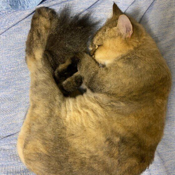 ペルシャのぽこくん