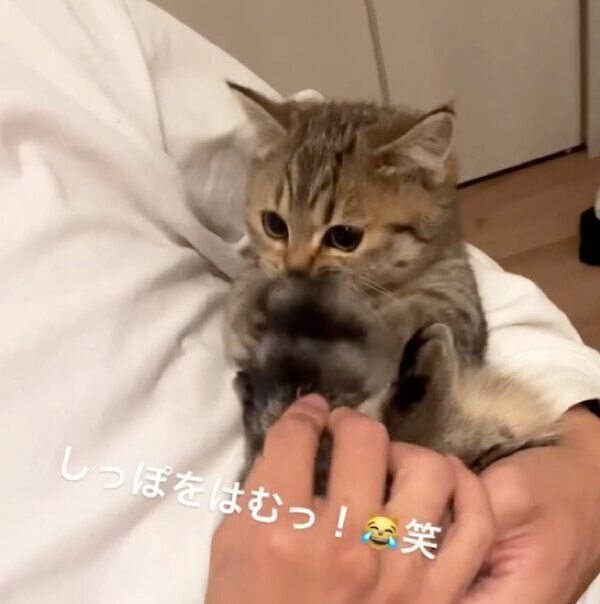 甘えるふうちゃん