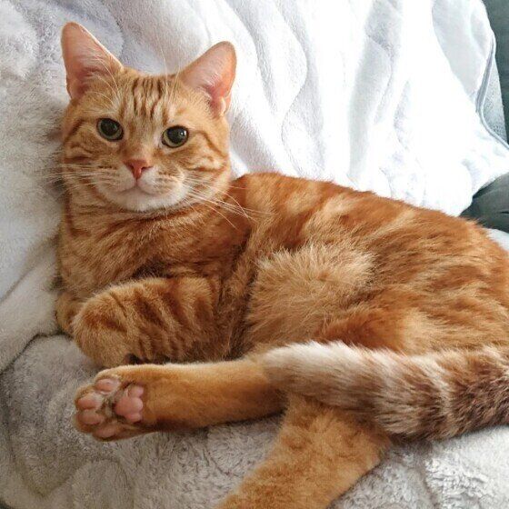 アメリカンショートヘアのれおくん♪