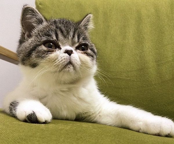 見つめるエキゾチックショートヘアー