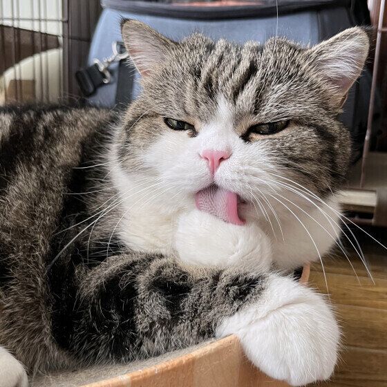 Mixの大福くん♪