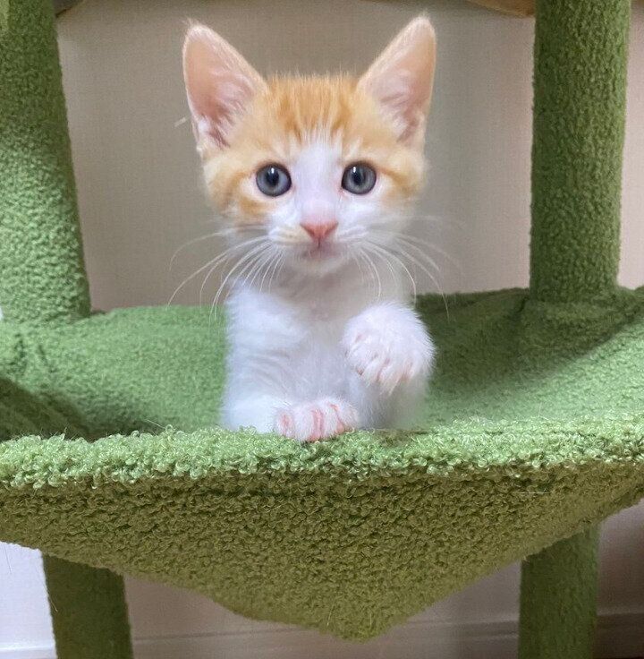 キャットタワーでくつろぐ胡太郎くん