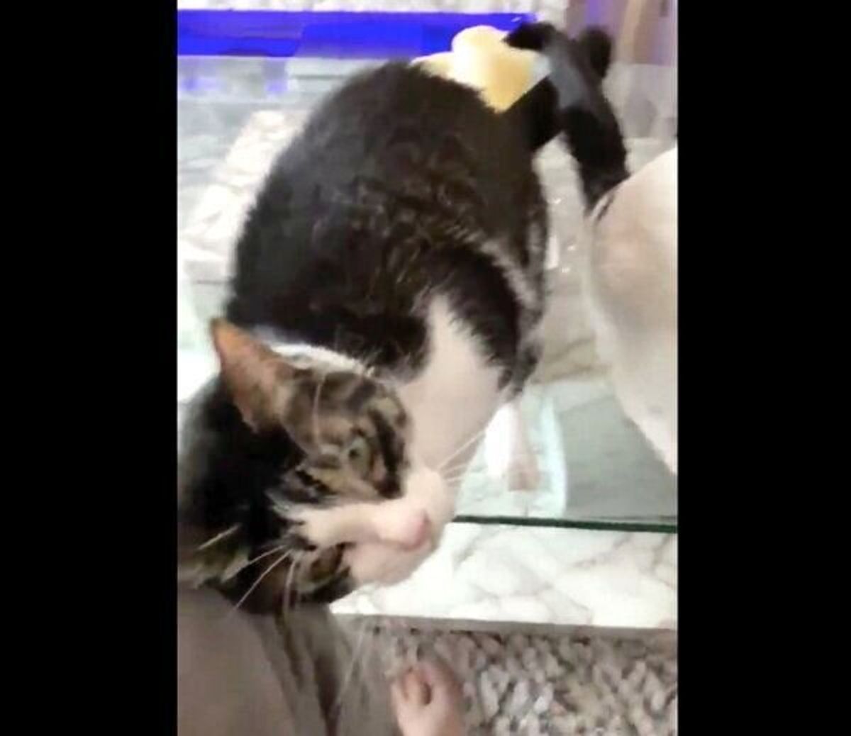 飼い主さんに撫でられたい猫の まさかのアピール方法 が可愛すぎた ねこのきもちweb Magazine 飼い主さんに撫でられたい猫の まさかのアピール方法 が可愛すぎた ねこのきもちweb Magazine