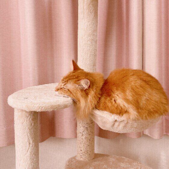 ハンモックに乗るMIXの男の子