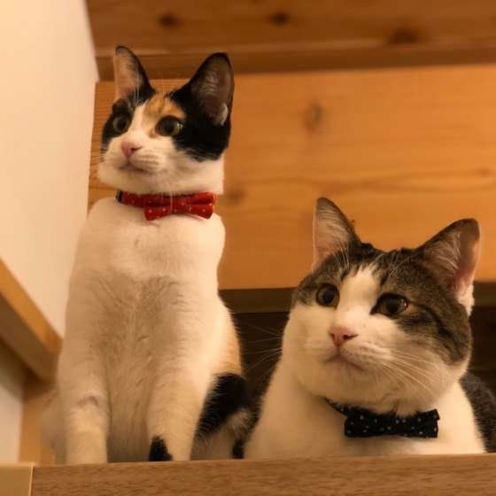 ミケ・雅ちゃん・見張り中