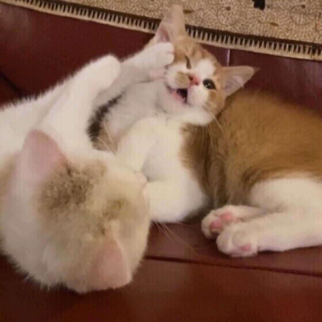 取っ組み合いしたり 首根っこを噛んだり 猫の多頭飼いで見られる ケンカ の注意点 ねこのきもちweb Magazine 取っ組み合いしたり 首根っこを噛んだり 猫の多頭飼いで見られる ケンカ の注意点 ねこのきもちweb Magazine