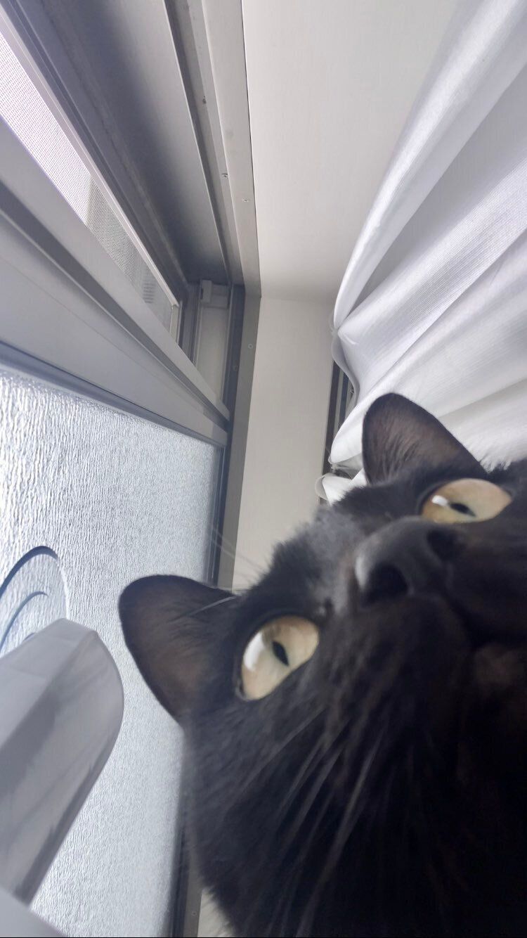 カメラに映る自分が気になる様子の猫
