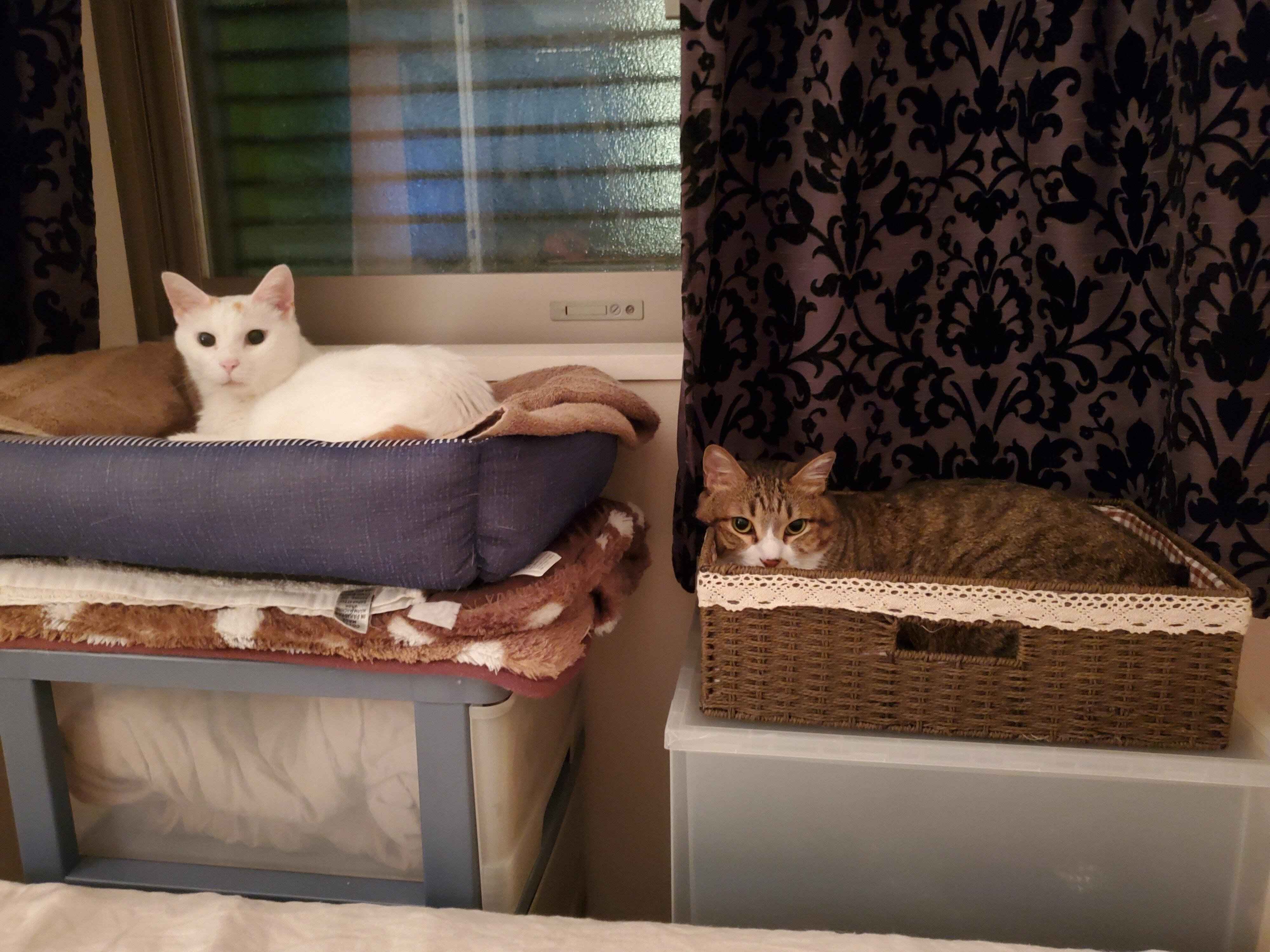 ねこのきもちWEB MAGAZINE ねこの日企画「MEN'S CAT」