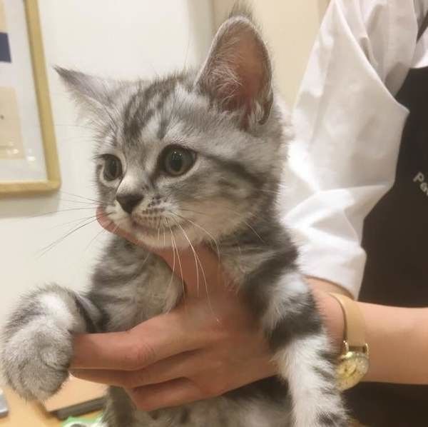 アメリカンショートヘアのリカくん