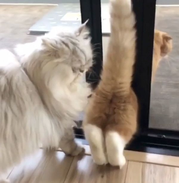 ドアにお尻が引っかかっちゃう猫