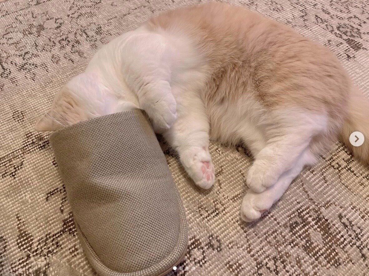 スリッパの中に顔を突っ込んで眠るみりんちゃん