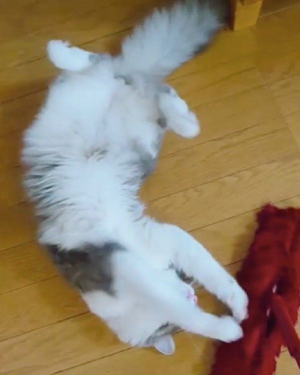 モップで遊ぶノルウェージャンフォレストキャット