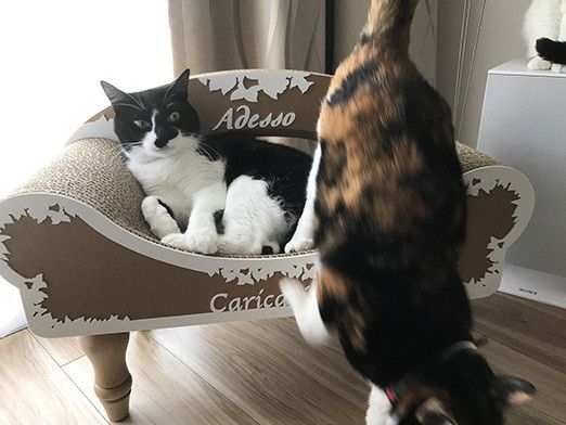 リュックとソラの恋愛事情