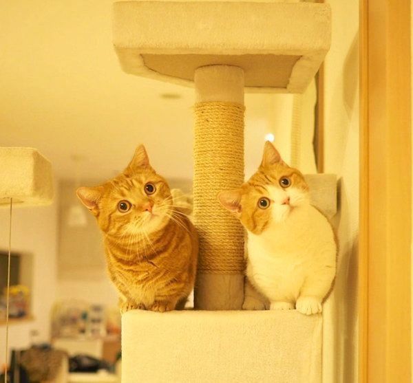 首をかしげる茶太郎くんときなこちゃん