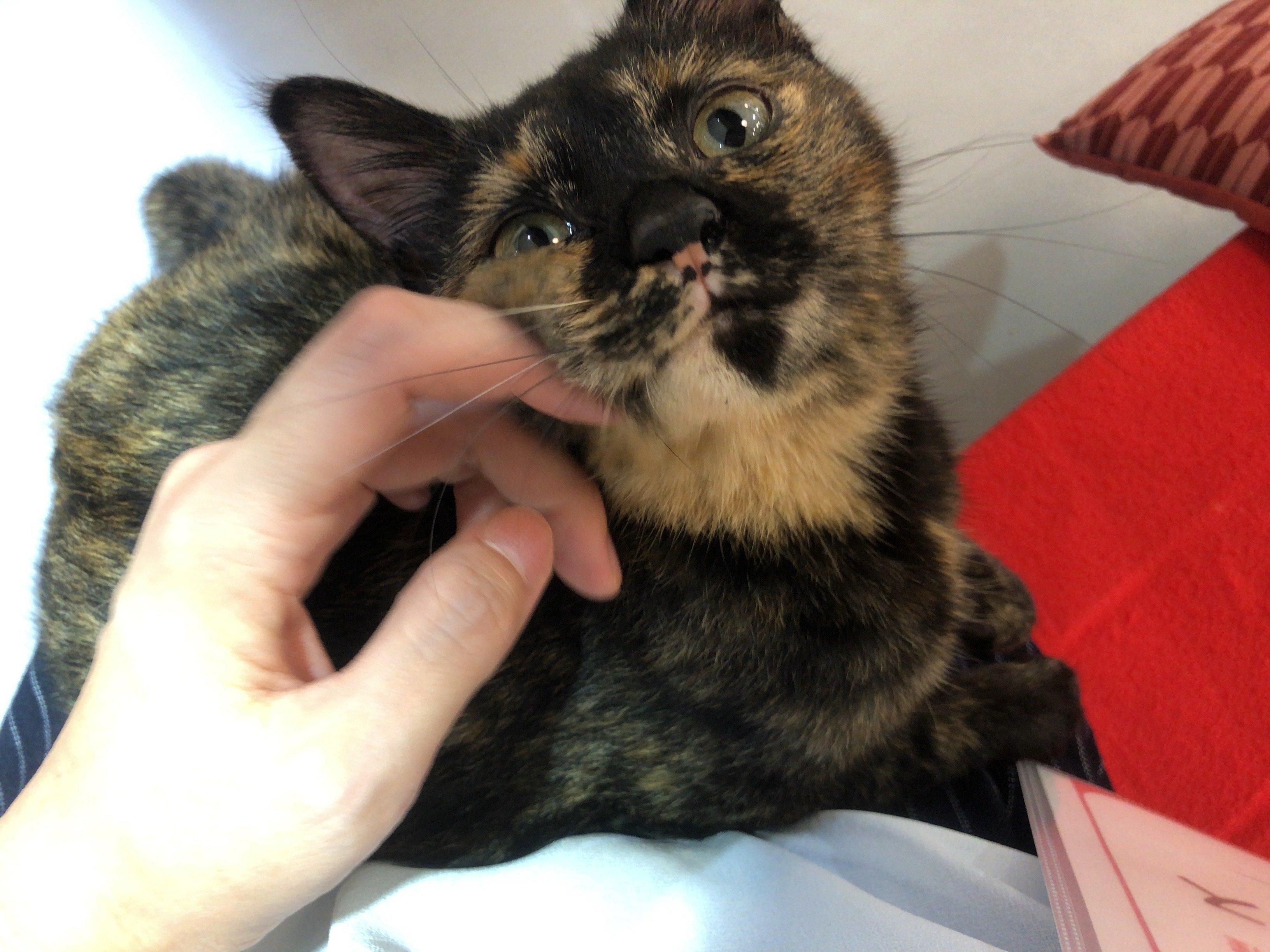 とってもかわいい風音ちゃん