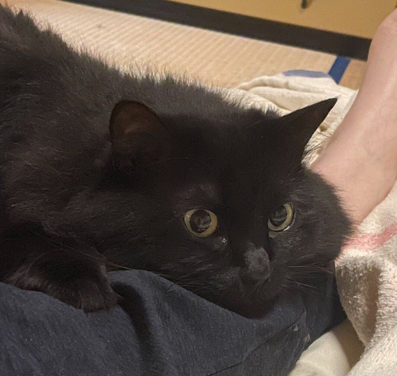 黒猫　ふさおとめ 専修大学八田與一捜索サークル on X: 