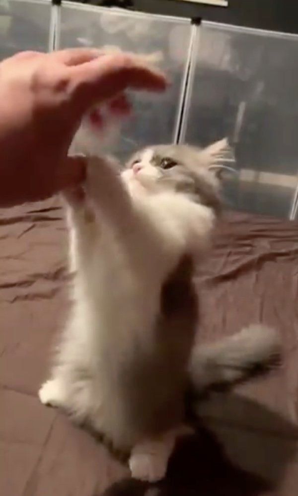 飼い主さんと遊ぶアルくん