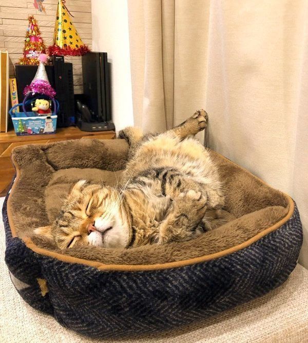 寝転がるスコティッシュフォールド