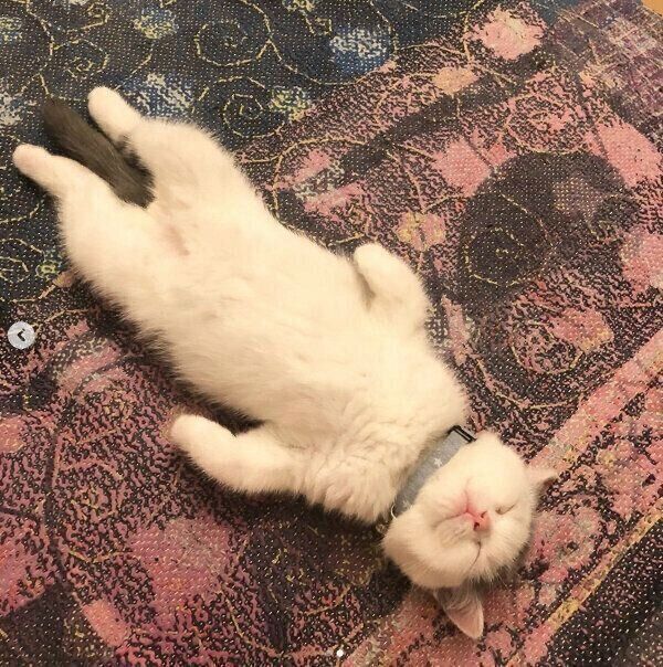 ヘソ天するカツヲくん