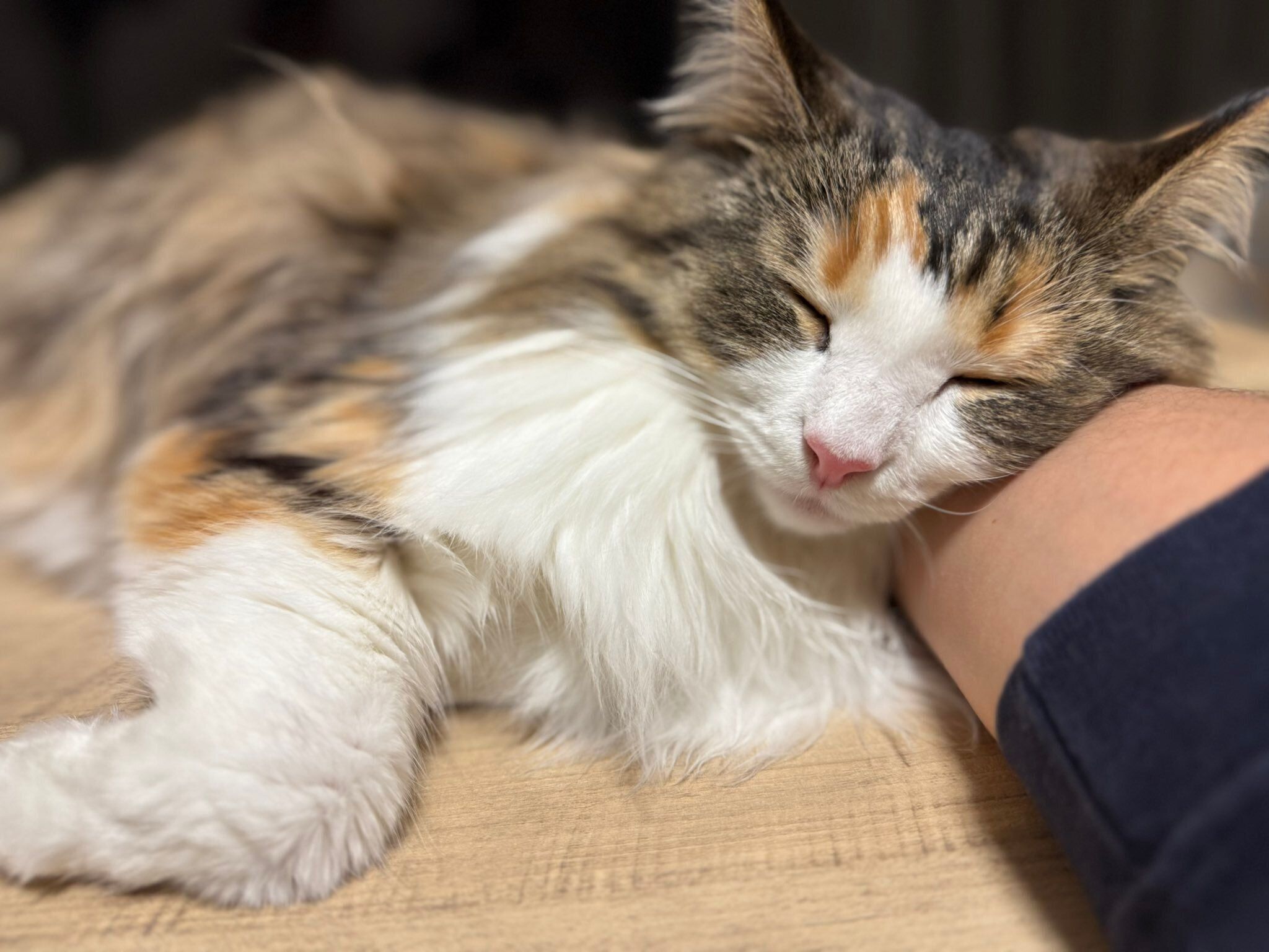 安心した表情で眠るあんみつちゃん