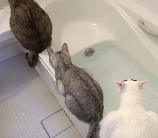 お風呂の見張りをする猫たち