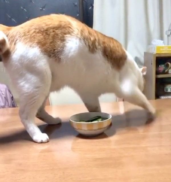 きゅうりに砂をかける猫