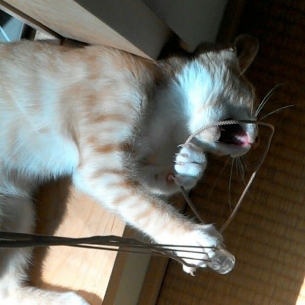 茶々丸　MIX　茶トラ