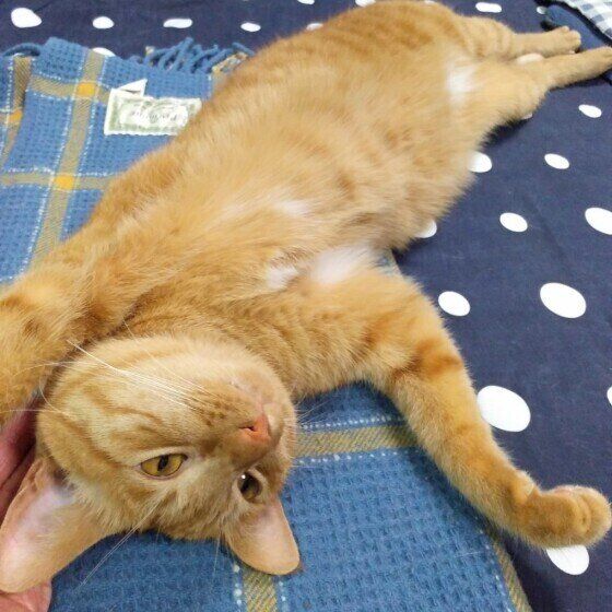 ヘソ天する茶トラ