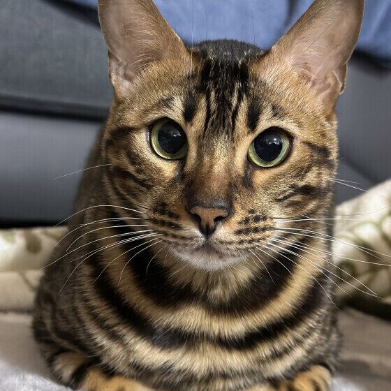 ベンガルのしんばちゃん