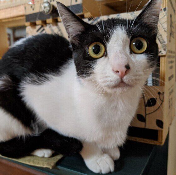 Mix（黒×白）の茉莉花ちゃん♪